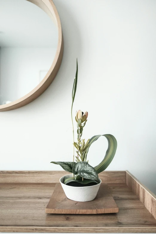 a small white potted plant on top of a wooden table
