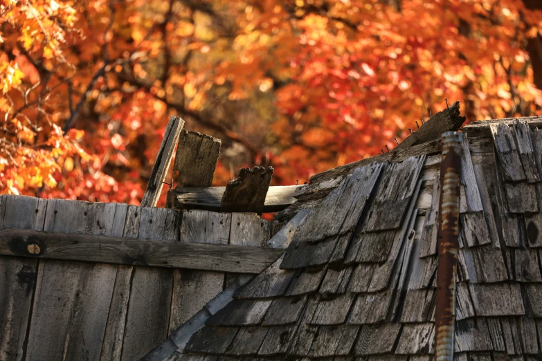 a roof that has two wooden boards and some leaves