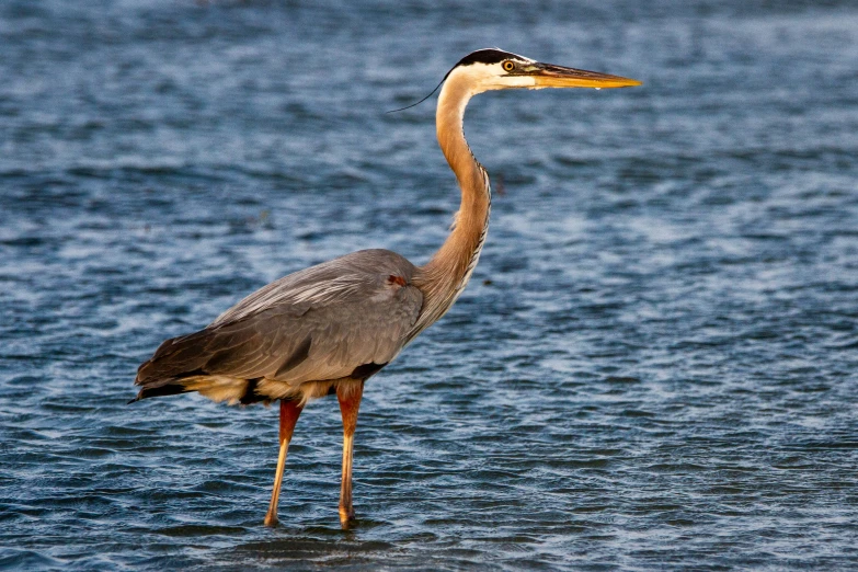 a grey and yellow bird with its long legs out stands in the water