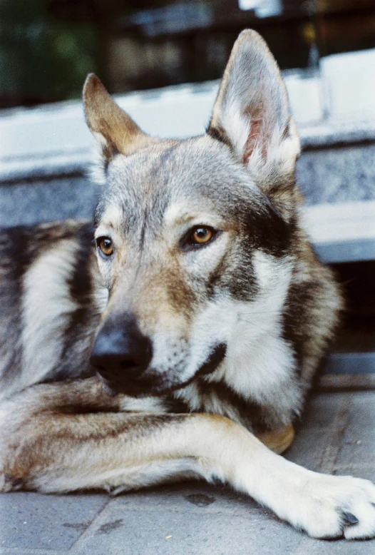 a dog laying on its back with its head tilted down