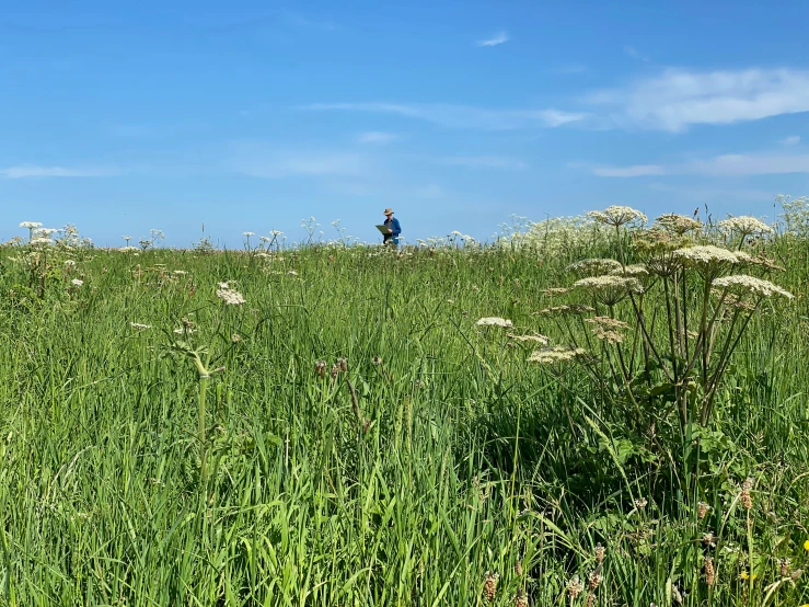 a man in a field with an umbrella