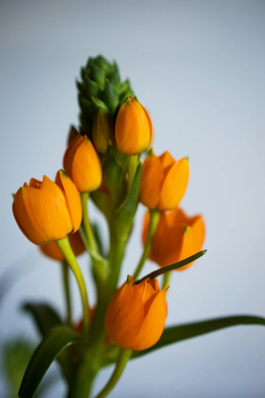 an orange flower with green stems on the end