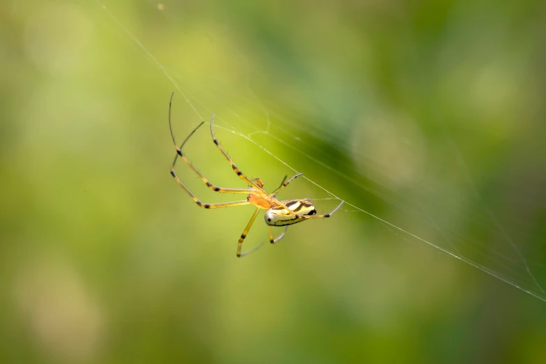 a very big cute yellow spider hanging from a net