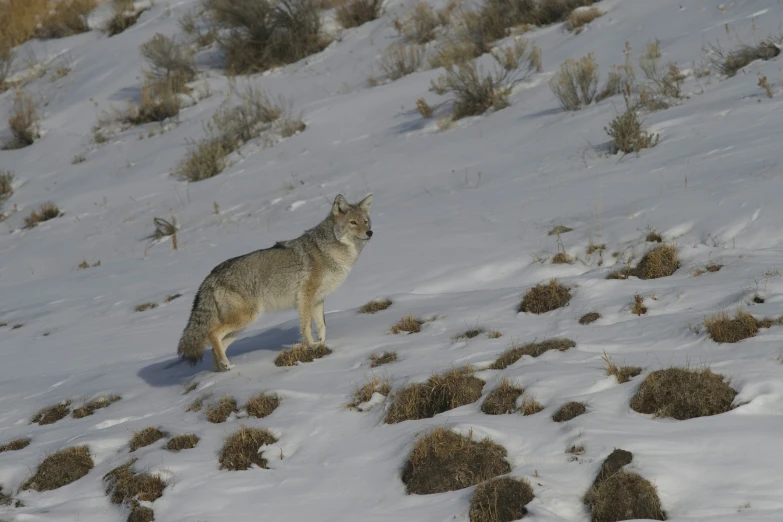 the wolf has some food left out in the snow