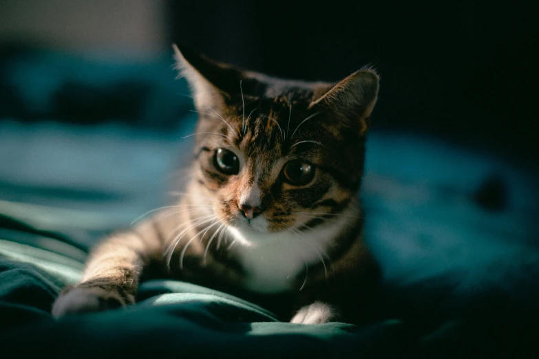 cat laying on the floor and staring to the left