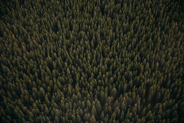 the tops of trees in the woods are green