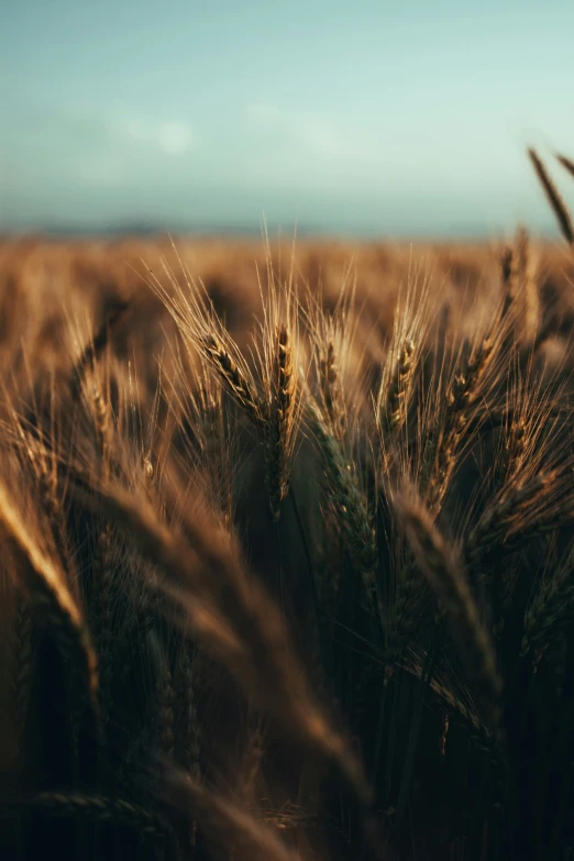 close up po of tall stalks of grain on field