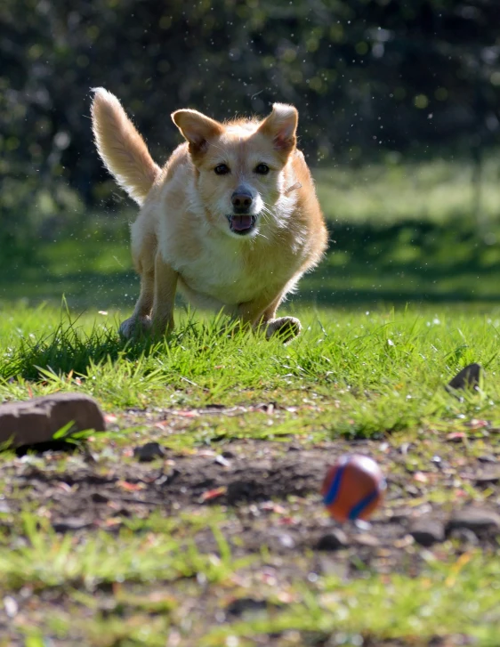 a dog runs with a ball in the grass