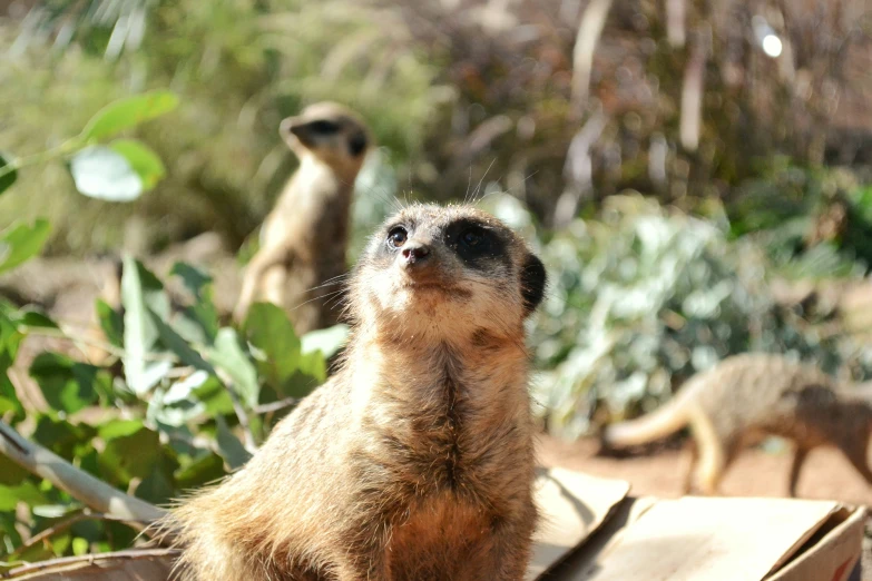 small meerkats and a baby one standing on a wooden platform