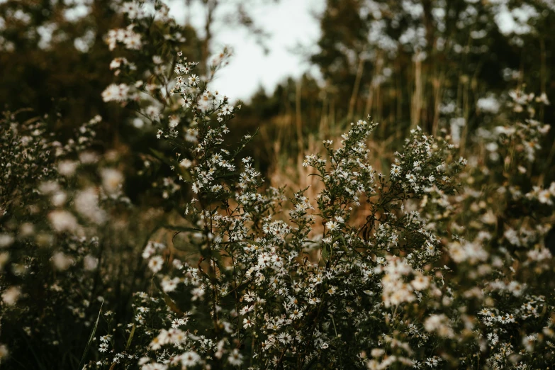 a cluster of little white flowers surrounded by a bunch of trees