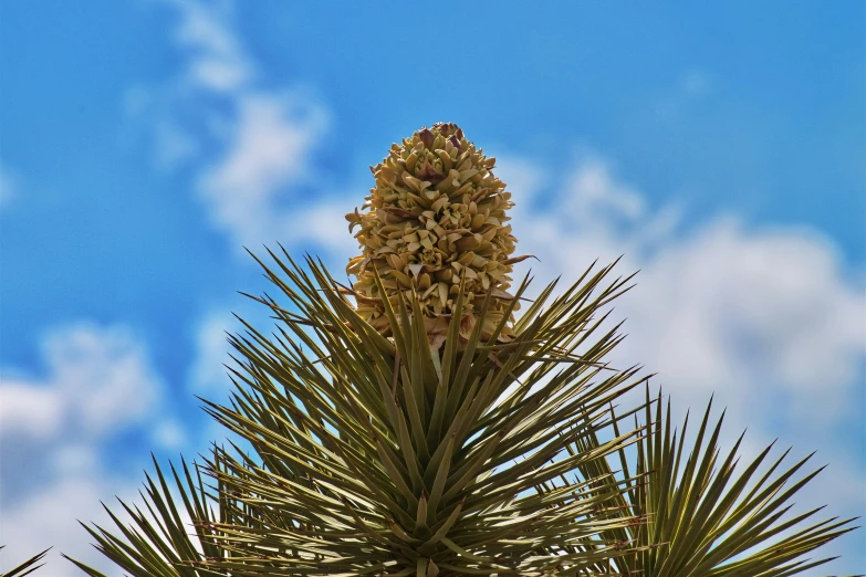 an exotic flower on a palm tree nch