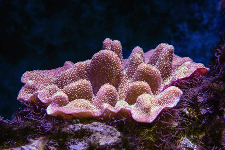 this is a close up of an ocean coral in a sea anemone