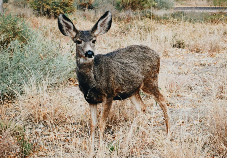 a deer stands in a field of dry grass