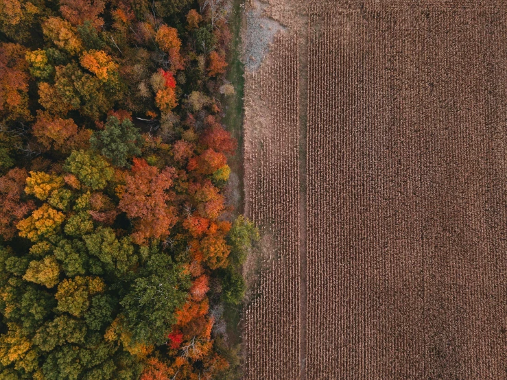 aerial po of field in autumn colors