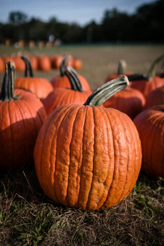 a field of pumpkins are all piled up