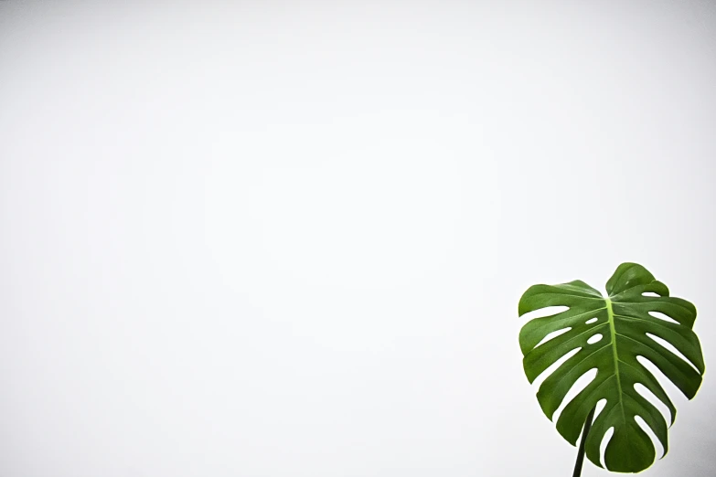 a large green leaf on top of a table