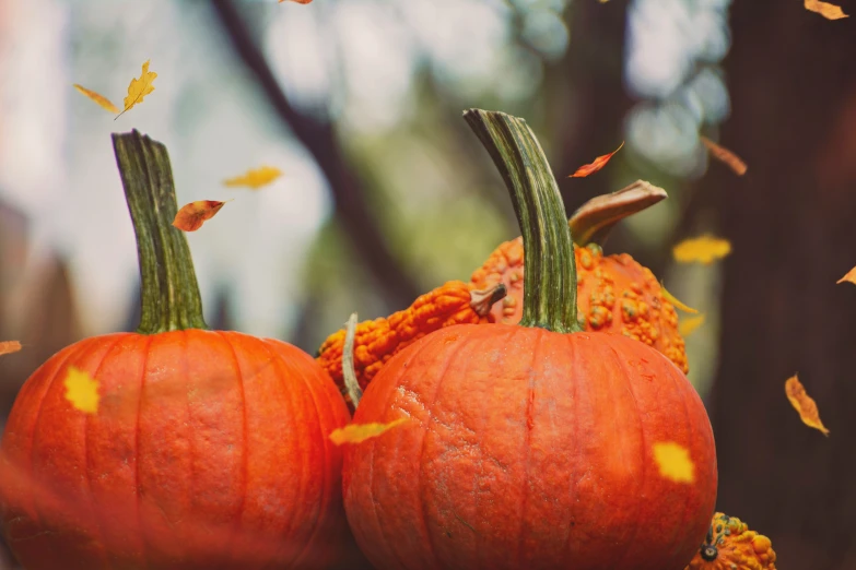 the two pumpkins are sitting near each other