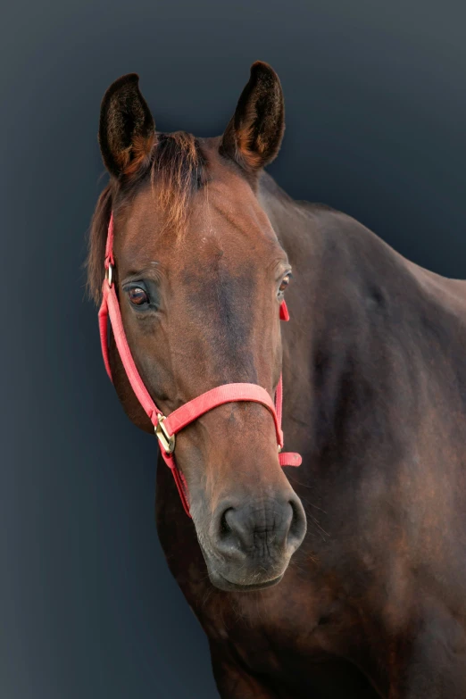 a brown horse wearing a red bridle and harness