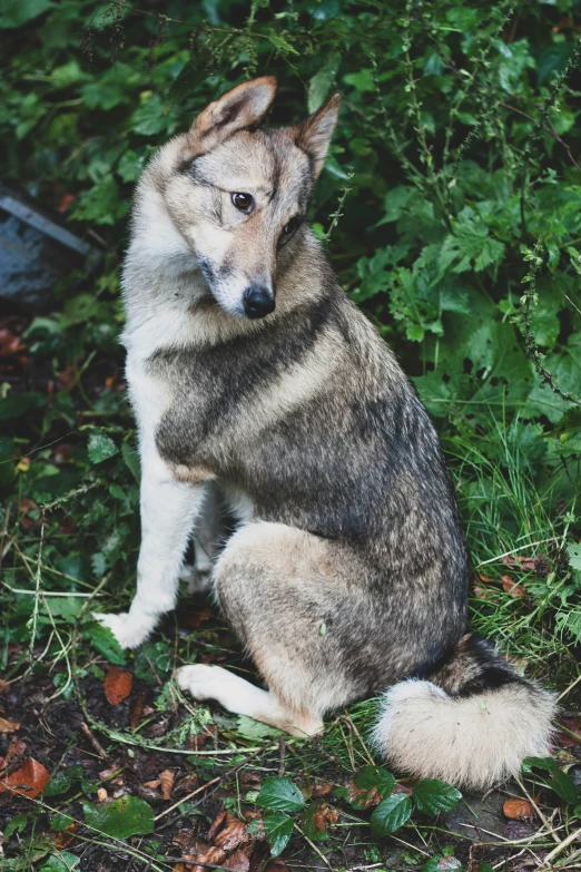 a dog sitting down in a field of grass and plants