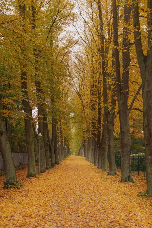 an empty street covered in lots of yellow leaves