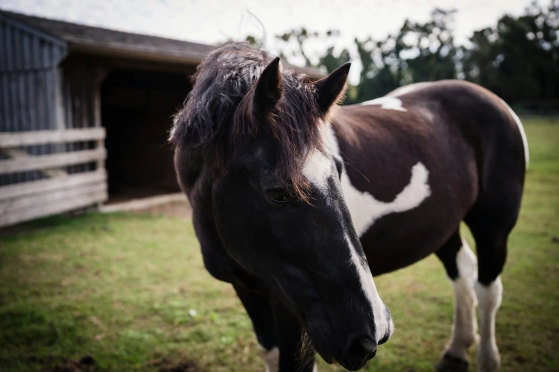 a horse that is looking at soing next to him