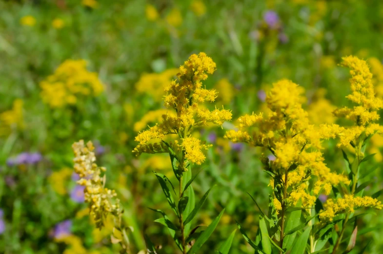 yellow flowers are in the midst of green grass