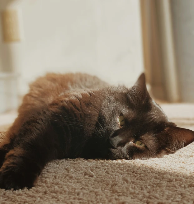 a brown cat lays on top of the carpet