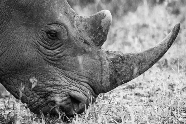 rhino in black and white grazing in grassy field