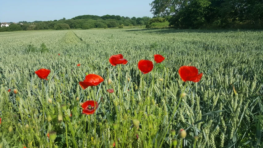 a field filled with red flowers surrounded by tall grass