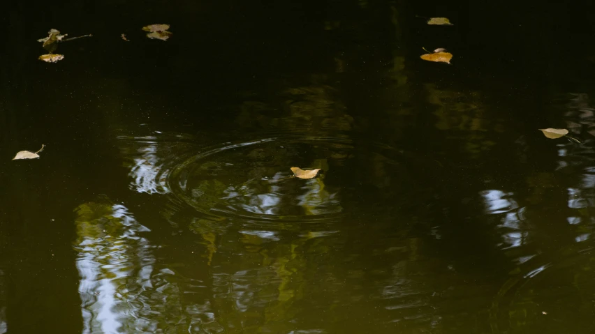 reflection of leaves on water with water ripple