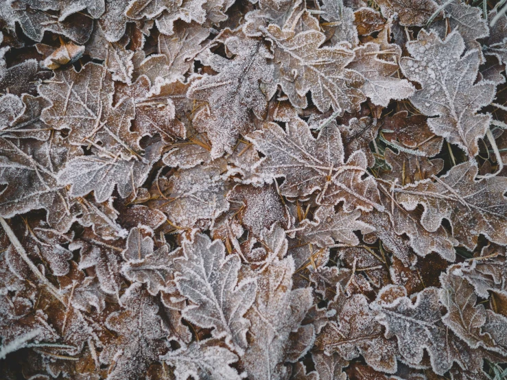 frost covered leaves sitting next to each other