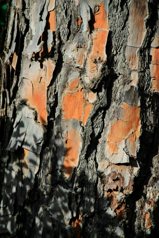 an orange lichen on a tree that is old