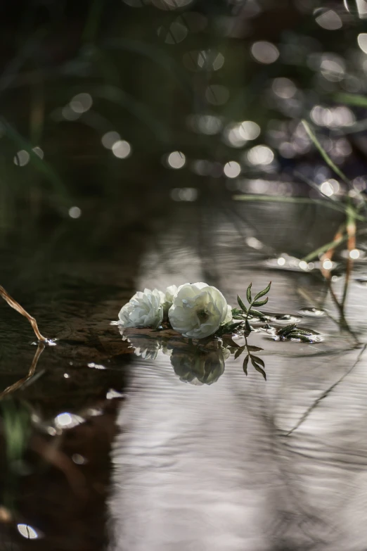 a flower with white petals on the water