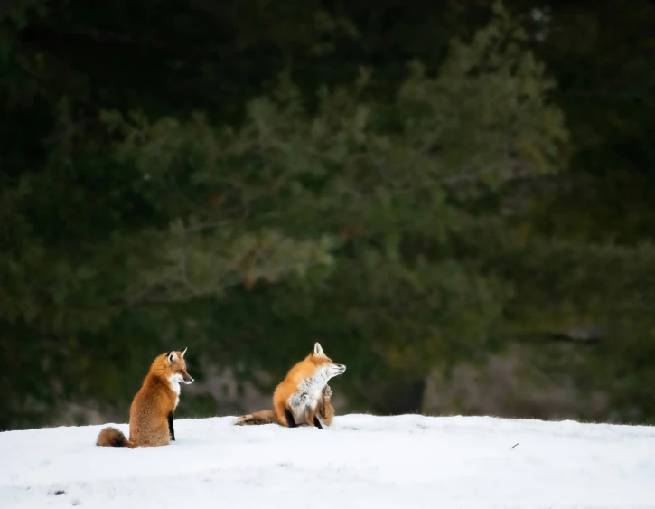 two foxes in the snow looking at soing