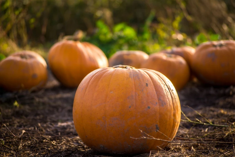 many orange pumpkins lined up in the ground