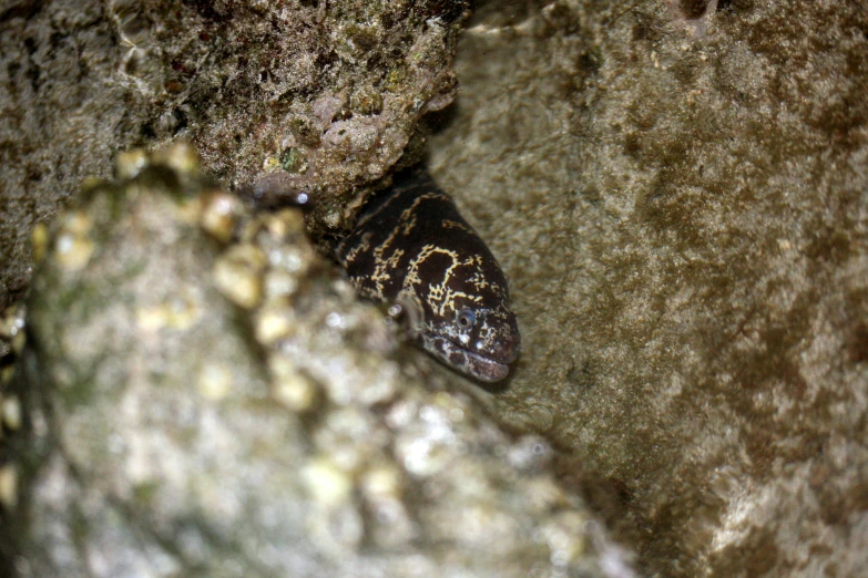 an odd colored lizard is sitting on the rocks