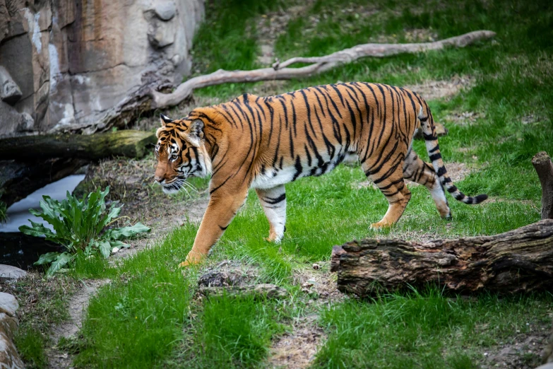a tiger walking around in the grass near a rock