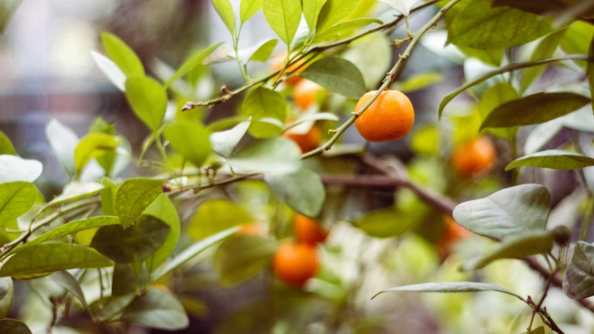 the orange tree is full of ripe fruits