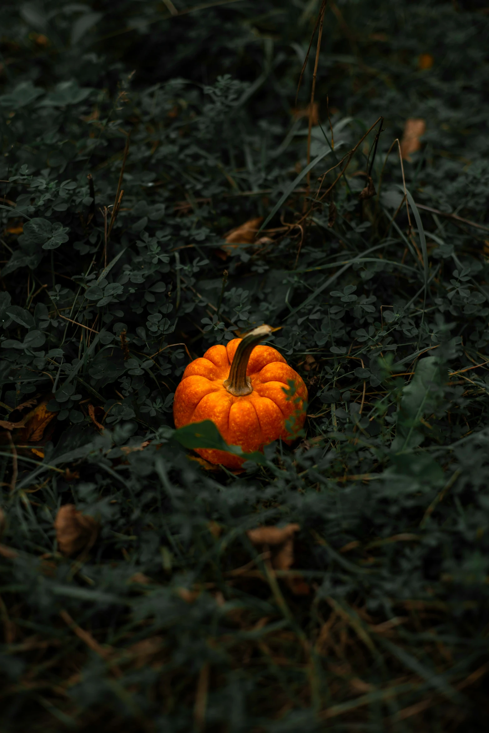 an orange pumpkin in the green grass