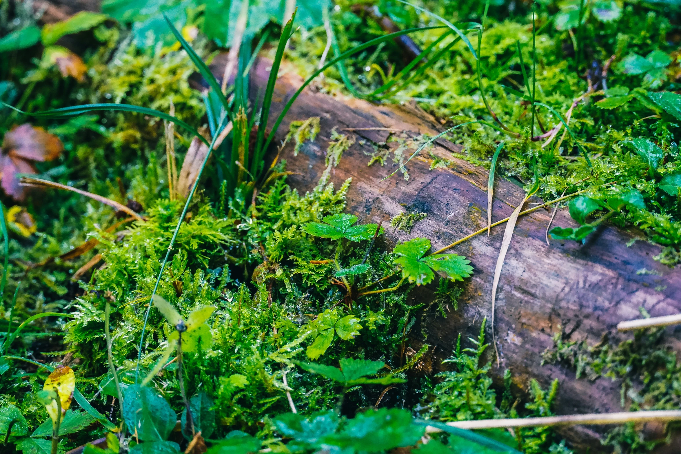 some kind of wood that is covered in green moss