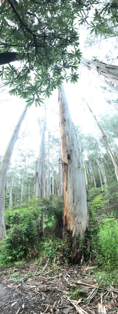 a view of an overgrown, white forest from the ground