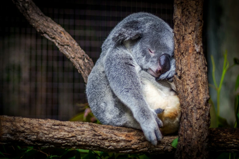 a koala sitting on a tree nch in a zoo