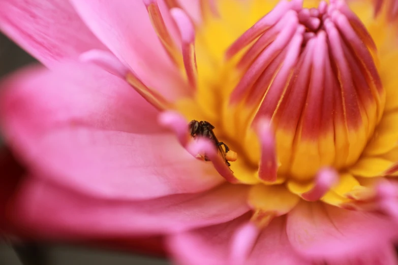 a fly sitting on a pink flower that is almost ready to bloom