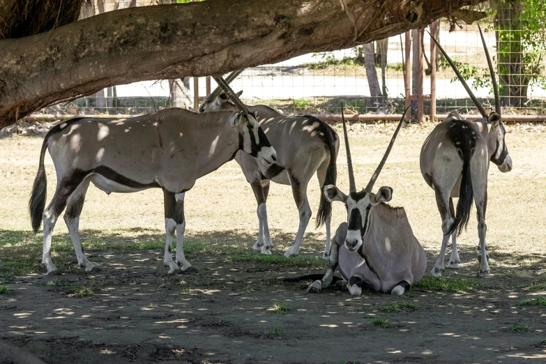 two horses and a third horse are under a large tree