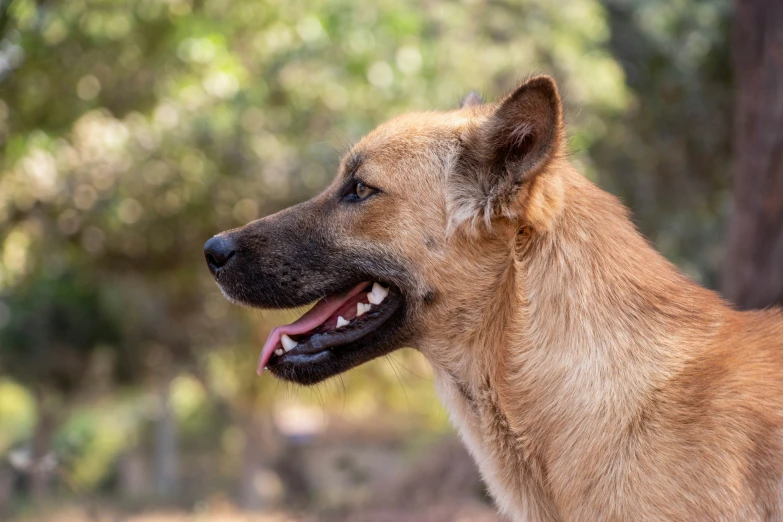 a brown dog with his mouth open while standing in the woods