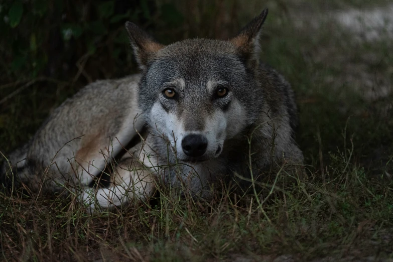 a wolf is laying in the woods by itself