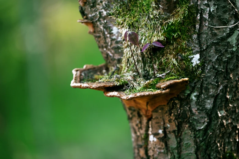 an up close view of a tree with moss growing on it