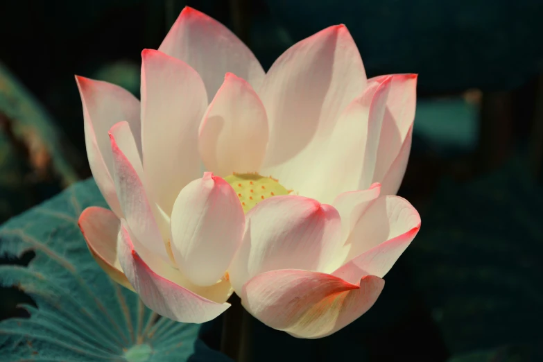 pink lotus blooming and budding in open air