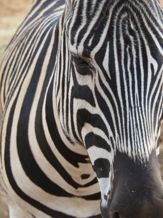 the ze has black and white stripes