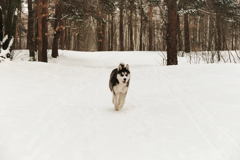 there is a dog that is walking in the snow